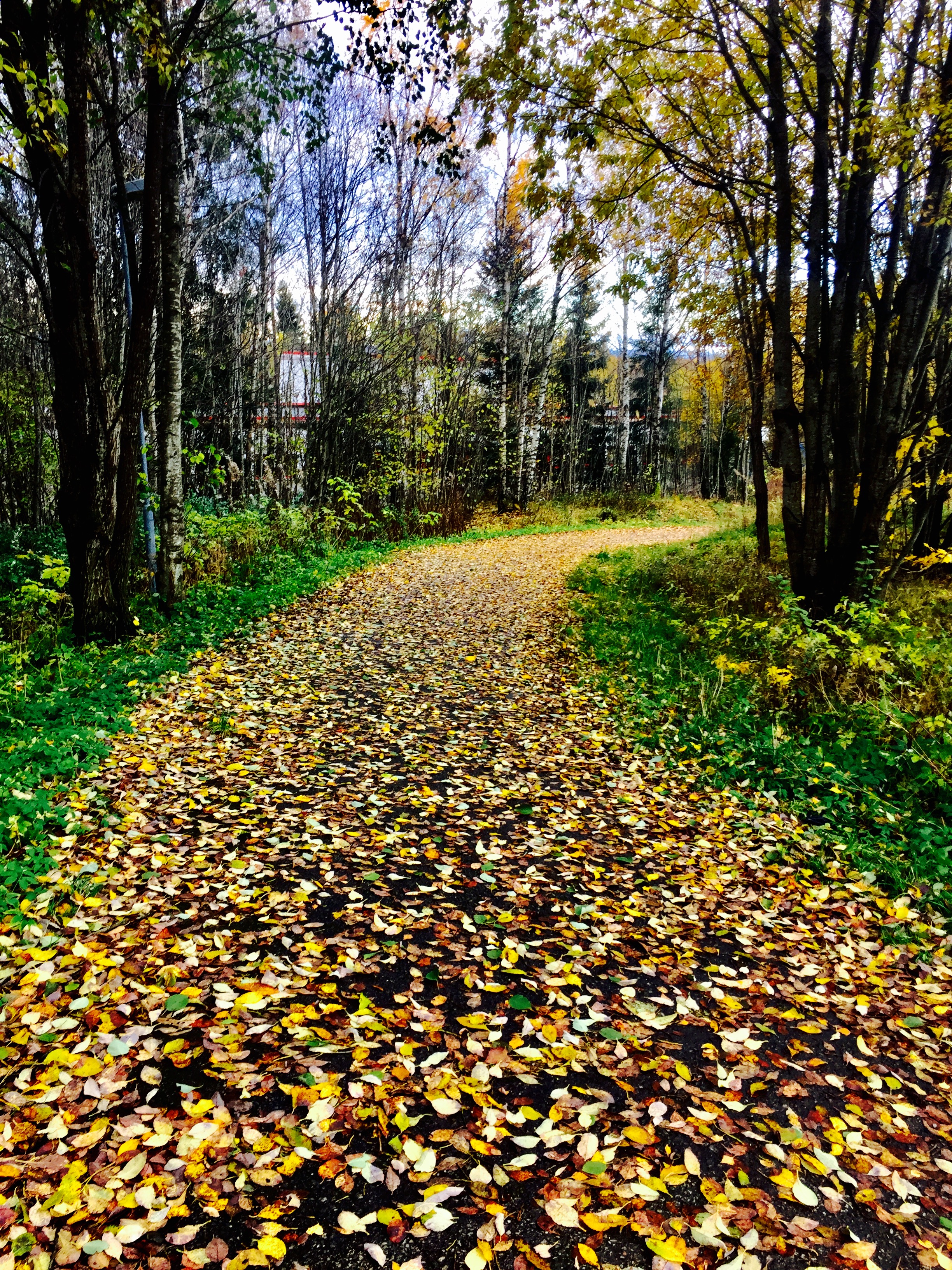 En vakker høstdag! Det tar omtrent 45 minutter å spasere hjemmenfra til treningssenteret, i mitt tempo, vel og merke.